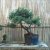 Impostazione a bonsai