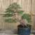 Impostazione a bonsai