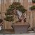 Impostazione a bonsai