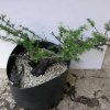 Impostazione a bonsai