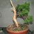 J.Chinensis_Itoigawa-Carlo_Nicora