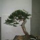 T. Cuspidata - G. Ronga