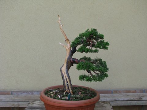 juniperus chinensis