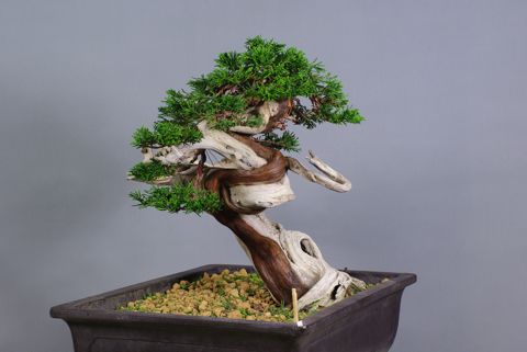 Juniperus rastrera