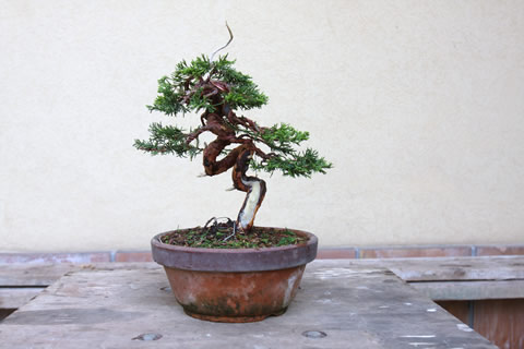 Juniperus Chinensis Itoigawa shohin