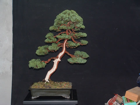 Juniperus sargentii