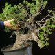 Pinus Sylvestris - Marco Antonini