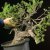 Pinus Sylvestris - Marco Antonini