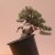 Pinus Sylvestris - Marco Antonini