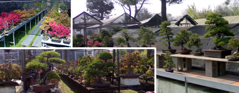 centro bonsai Piccin